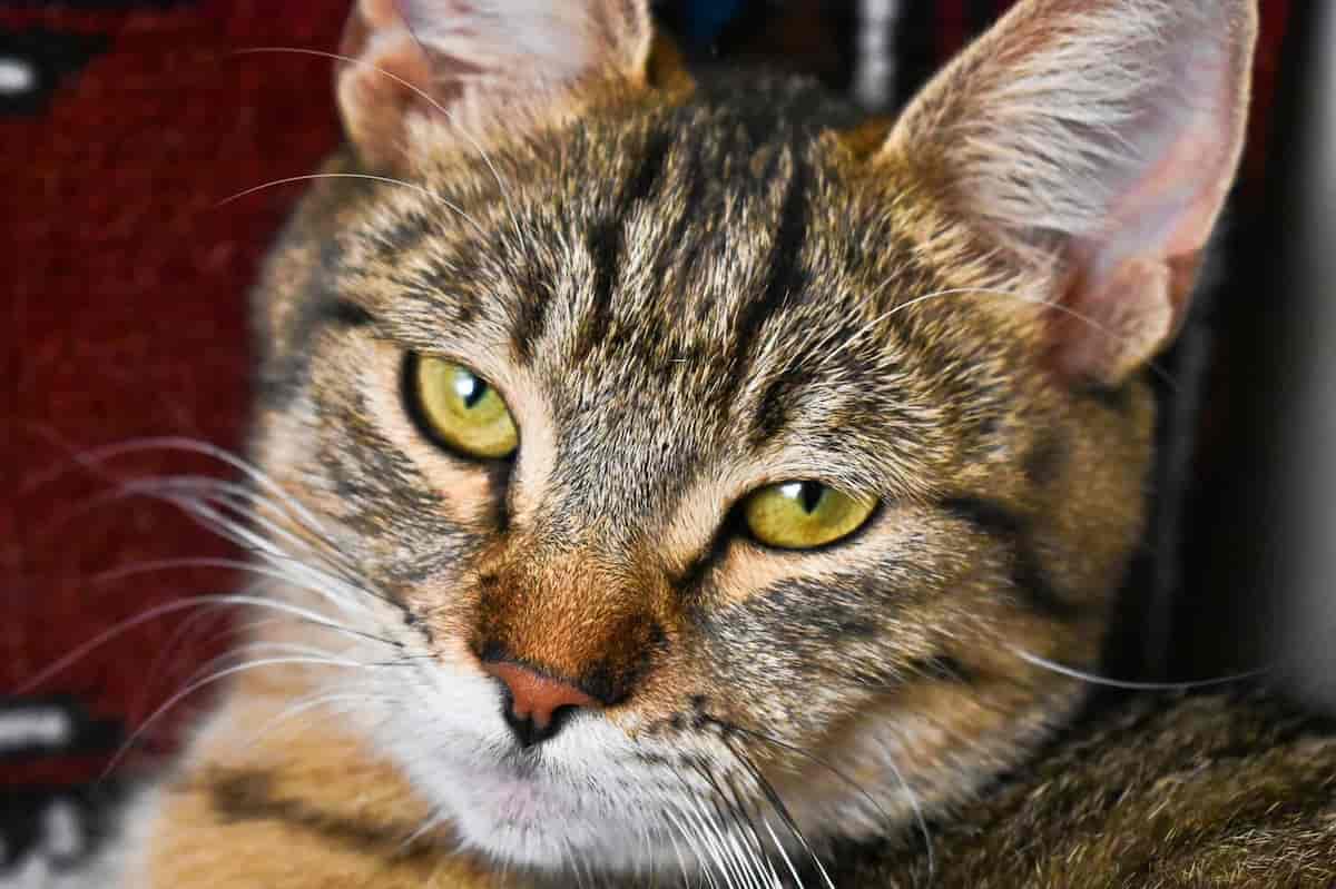 Cat image after upscaling